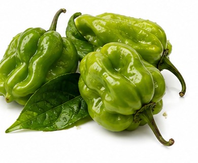 HABANERO VERT